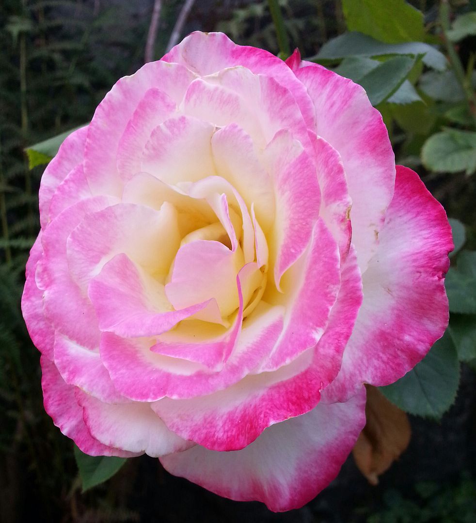  photo 20140811_180802-1_zpsr5skapbf.jpg